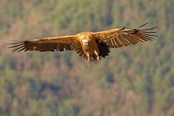 Sęp płowy (Gyps fulvus)