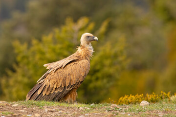 Sęp płowy (Gyps fulvus)