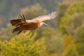 Sęp płowy (Gyps fulvus)