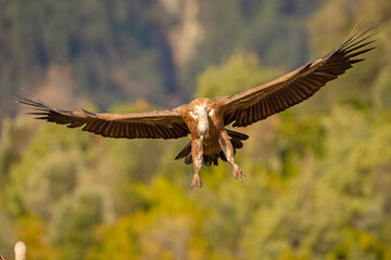 Sęp płowy (Gyps fulvus)