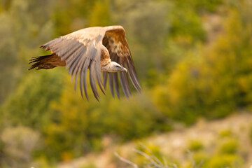 Sęp płowy (Gyps fulvus)