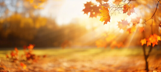 Beautiful orange and golden autumn leaves against a blurry park in sunlight with beautiful bokeh. Natural autumn background.