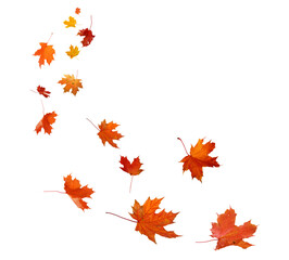 falling autumn leaves isolated