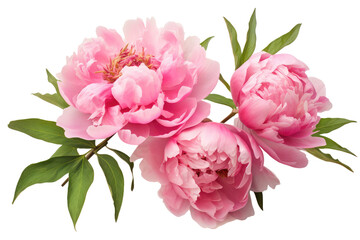 peony flowers isolated on white