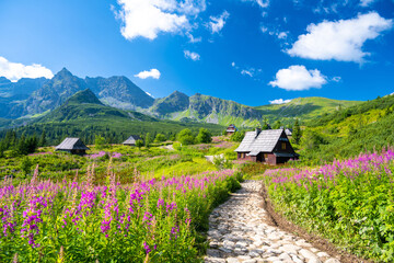 path through flowers meadow in Tatra mountains with wooden huts in Poland