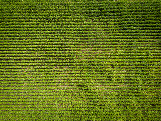 Top down view of soon to be harvested corn on the cob crops seen in rows in a farm in East Anglia, UK. Taken during late summer.