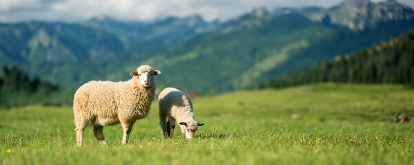 Mountain sheep grazing on pasture in summer on mountain background