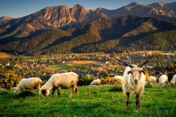 Countryside with a view of the Tatra mountains, Giewont, Poland. Sheep in the foreground and mountains in the background. Evening in the Podhale region.