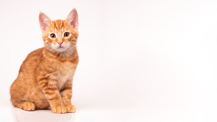 Rudy kot na białym tle, miejsce na napis, białe tlo, przestrzeń