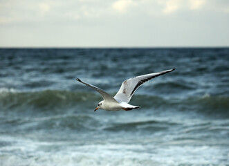 Möwen fliegen, Möwen im Flug an der Ostsee