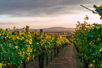Sunset in the beautiful South Slovakian wine region