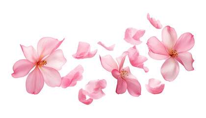 flying pink petals isolated on transparent background cutout