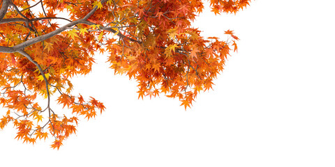 Isolated autumn leaves background