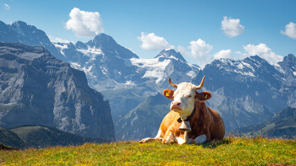 brown and white swiss cow with a cowbell lying on the grass in an alpine pasture in the Swiss Alps