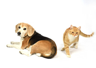 Pies, kot, zwierzęta, Beagel