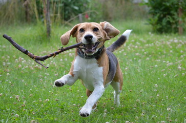 Pies, kot, zwierzęta, Beagel