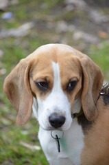 Zwierzęta,pies,kot, zwierzęta domowe, Beagel