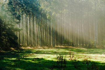 Wysoki sosnowy las. Jest jesienny, słoneczny poranek, Między drzewami unosi się mgła oświetlana promieniami wschodzącego słońca.