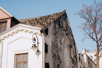 Gołębie odpoczywające na dachu