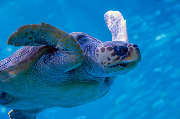Sea turtle.