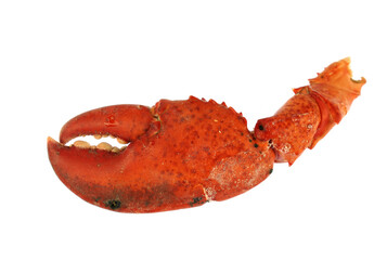 close up on lobster claws isolated on white background