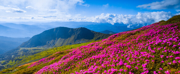 panoramic scene, blooming pink rhododendrons flowers, amazing panoramic nature scenery