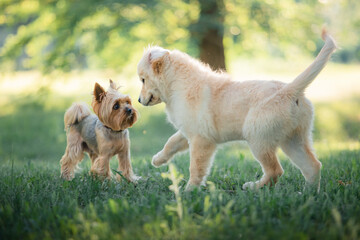 A funny golden retriever puppy meets a Yorkshire terrier puppy in the park. Active recreation, playing with dogs. A family dog. Shelters and pet stores