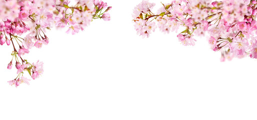 Fresh bright pink cherry blossom flowers on a tree branch in spring, sakura springtime season, isolated against a transparent background.