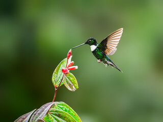 Collared Inca hummingbird in flight collecting nectar from red flower on green background