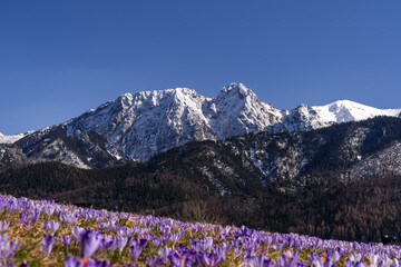 Tatry , Zakopane, Krokusy, wiosna