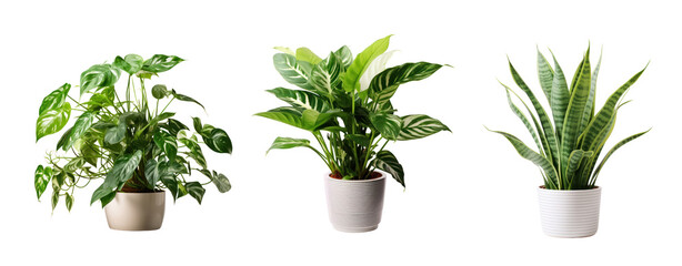 Set of plant pot house decoration on white and transparent background.