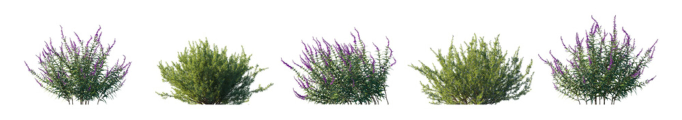 Rosemary and Salvia leucantha (Salvia rosmarinus, Rosmarinus officinalis, mexican) plant set frontal bush plant isolated png on a transparent background premium cutout