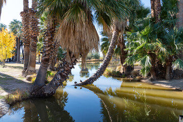 Agua Caliente Regional Park, a desert oasis in Tucson Arizona