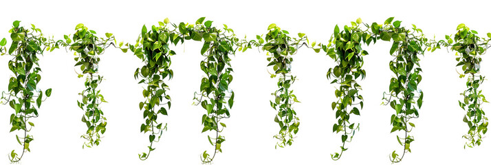 set of tropical creeper plants in a row on transparent background