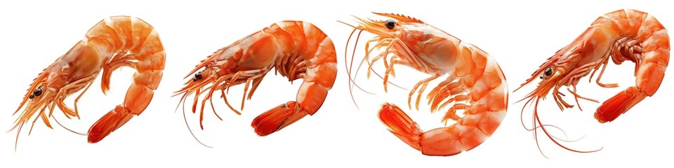 Set of shrimp isolated on transparent background