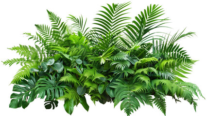 A lush jungle fern cluster, isolated on transparent background