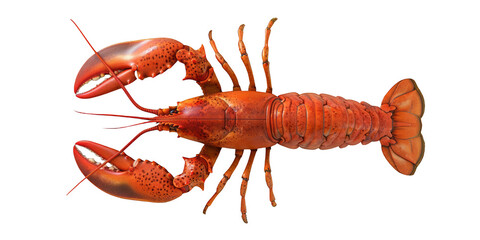 Big lobster on a white background.