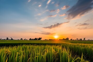  Scenic view of golden rice fields at sunset in the countryside, ready for harvest.