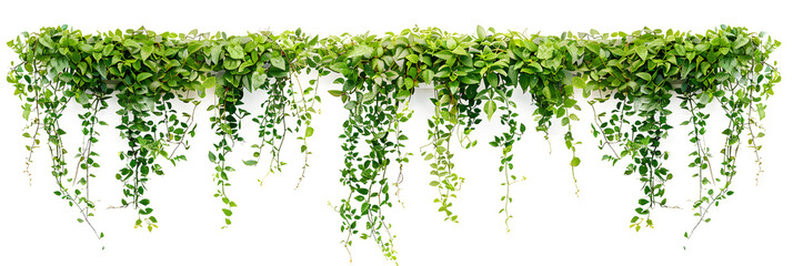 Green succulent leaves hanging vines ivy bush climbing epiphytic plant (Dischidia sp.) after rain in tropical rainforest garden isolated on white background, nature backdrop with clipping path.