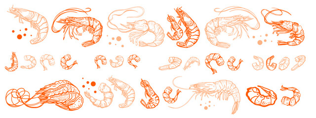 Hand drawn isolated vector set of shrimps and prawns. Shrimps and langoustines on a white background.. Seafood, food vintage illustration. Design template. 