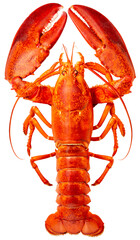 Red Lobster isolated on white, Steam Canadian lobster isolated on white background