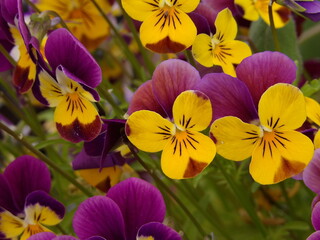 Zbliżenie na kwiaty miniaturowych bratków