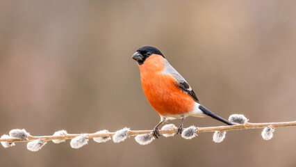 Gil zwyczajny Pyrrhula pyrrhula