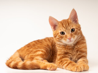 Rudy kot leżący na białym tle 
