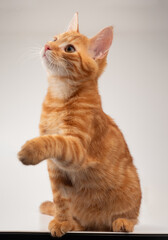 Rudy kot z łapką w górze, kot prosi 