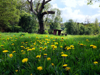 Stary opuszczony drewniany dom i budynki gospodarcze w wiosennej scenerii wśród kwitnących polnych kwiatów. 