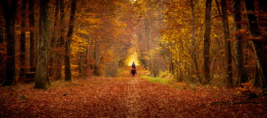Person riding a horse in a forest during the autumn with the floor full of orange leaves 