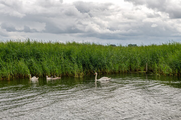 rodzina łabędzi nieopodal brzegu porośniętego ogromnymi trawami. Burzowy dzień, Woliński Park Narodowy, Polska