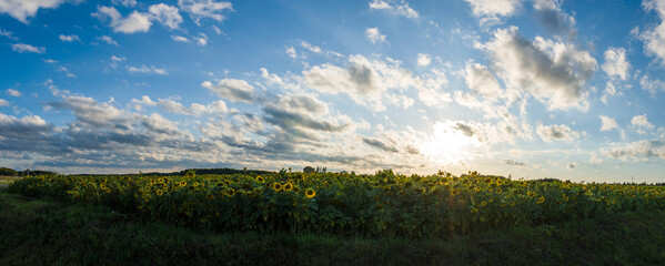 Piękne pole Słoneczków 2024