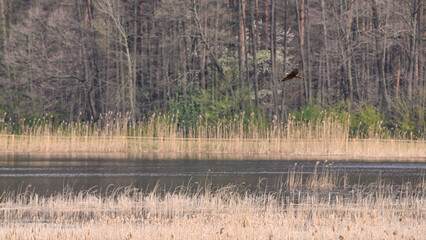 Ptak drapieżny z rodziny myszołowów, myszołów bagnisty, podchodzi do ładowania w gnieździe na brzegu bagna 